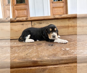 Coonhound Puppy for Sale in WEST ALEXANDRIA, Ohio USA