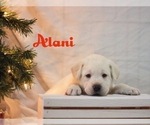 Small Photo #7 Labrador Retriever Puppy For Sale in LOGAN, UT, USA