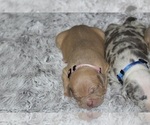 Small #41 American Bully