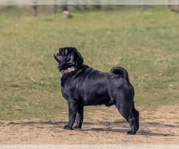 Medium Photo #1 Pug Puppy For Sale in West Carleton, Ontario, Canada