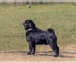 Small Photo #1 Pug Puppy For Sale in West Carleton, Ontario, Canada