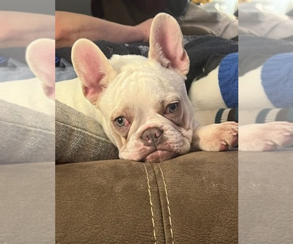Medium Photo #2 French Bulldog Puppy For Sale in SHERWOOD, AR, USA