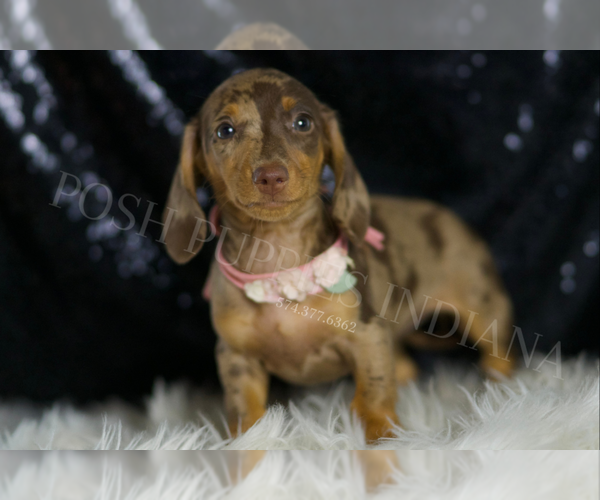 Medium Photo #117 Dachshund Puppy For Sale in WARSAW, IN, USA