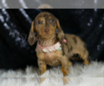 Small Photo #117 Dachshund Puppy For Sale in WARSAW, IN, USA