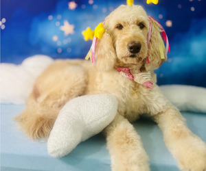 Mother of the Doodle-Goldendoodle Mix puppies born on 08/13/2025