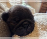 Small Photo #95 Pug Puppy For Sale in HILLSDALE, MI, USA