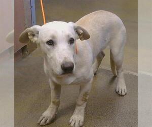 Bassetdor Dogs for adoption in Sacramento, CA, USA