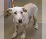 * DUST BUNNY - Female Bassetdor Dog for Adoption - Small photo