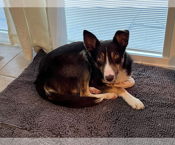 Medium Photo #12 Border Collie Puppy For Sale in Highland, IL, USA