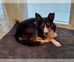 Small #11 Border Collie