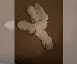 English Cream Golden Retriever Puppy for sale in POWAY, CA, USA