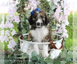 Puppy Brownie Bordoodle