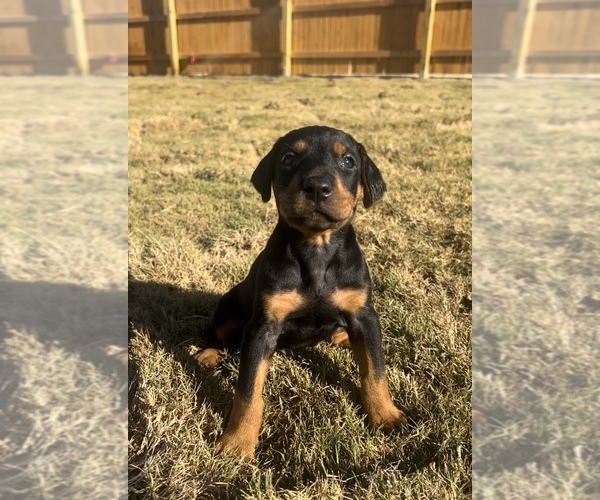 Medium Photo #1 Doberman Pinscher Puppy For Sale in AUSTIN, TX, USA