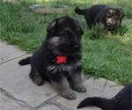 Small Photo #2 German Shepherd Dog Puppy For Sale in DODGE CENTER, MN, USA
