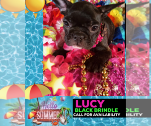 French Bulldog Puppy for sale in HEATHROW, FL, USA