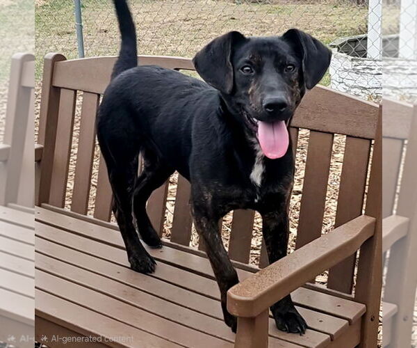 Medium Photo #1 Coonhound Puppy For Sale in Bloomingdale, NJ, USA