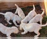 Small Photo #3 Labrador Retriever Puppy For Sale in SUMMERFIELD, NC, USA