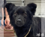 Small #2 Chow Chow-Schipperke Mix