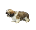 Small Photo #11 Shih Tzu Puppy For Sale in SAN DIEGO, CA, USA