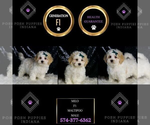 Medium Photo #100 Maltipoo (Miniature) Puppy For Sale in WARSAW, IN, USA