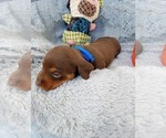 Small Photo #9 Dachshund Puppy For Sale in COFFEYVILLE, KS, USA