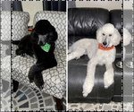 Small Photo #25 Poodle (Standard) Puppy For Sale in BAKERSFIELD, CA, USA