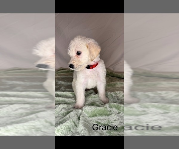 Medium Photo #3 Labradoodle Puppy For Sale in HOLLISTER, MO, USA