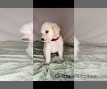 Small #2 Labradoodle