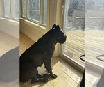 Small Photo #1 Cane Corso Puppy For Sale in BARBOURSVILLE, VA, USA