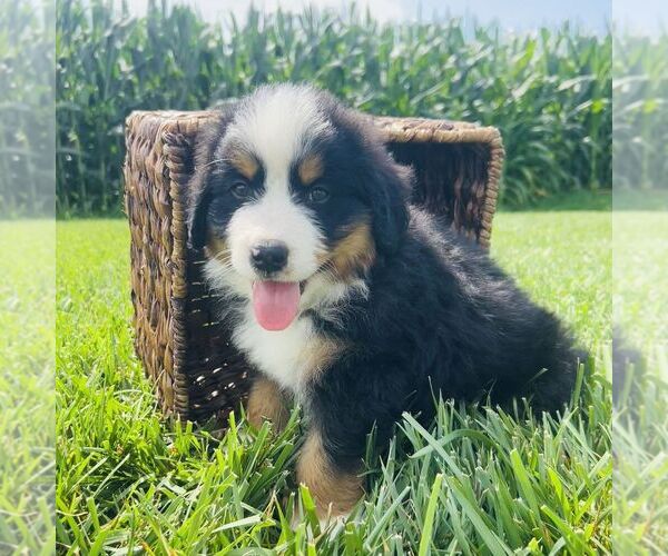 Medium Photo #5 Bernedoodle (Miniature) Puppy For Sale in GORDONVILLE, PA, USA