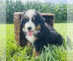 Small #4 Bernedoodle (Miniature)