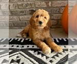 Small #4 Goldendoodle