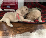 Small Photo #3 Golden Retriever Puppy For Sale in MIDLAND, MI, USA