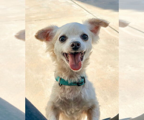 Medium Photo #4 Chihuahua-Unknown Mix Puppy For Sale in Newport Beach, CA, USA