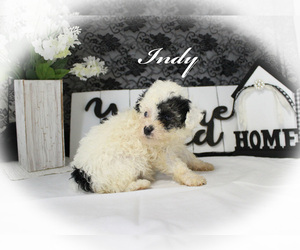 Poodle (Toy) Puppy for sale in CHANUTE, KS, USA