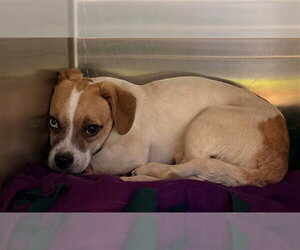 Mutt Dogs for adoption in Rancho Cucamonga, CA, USA