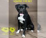 LIL BIT - Male Mutt Dog for Adoption - Small photo