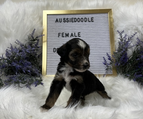 Medium Photo #1 Aussiedoodle Miniature  Puppy For Sale in ARCADIA, FL, USA