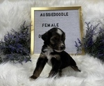 Puppy 2 Aussiedoodle Miniature 