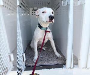 Argentinian Mastiff-Unknown Mix Dogs for adoption in Tracy, CA, USA