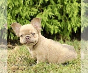 French Bulldog Puppy for sale in RONKS, PA, USA