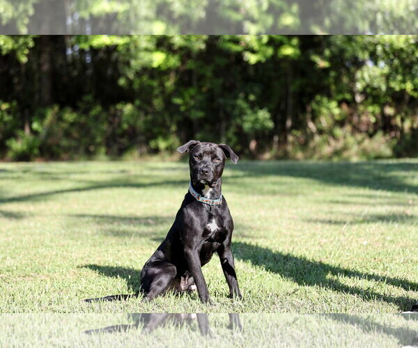 Medium Photo #9 Mutt Puppy For Sale in  Gainesville, FL, USA