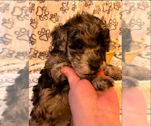 Poochon Puppy for Sale in AUBURN, Massachusetts USA
