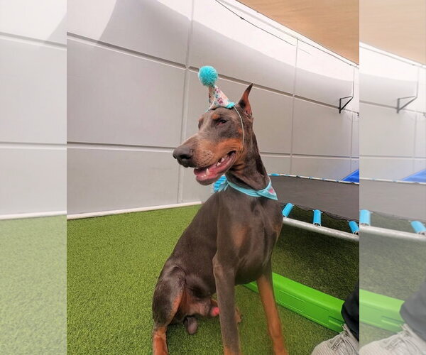 Medium Photo #2 Doberman Pinscher Puppy For Sale in west Palm Beach, FL, USA