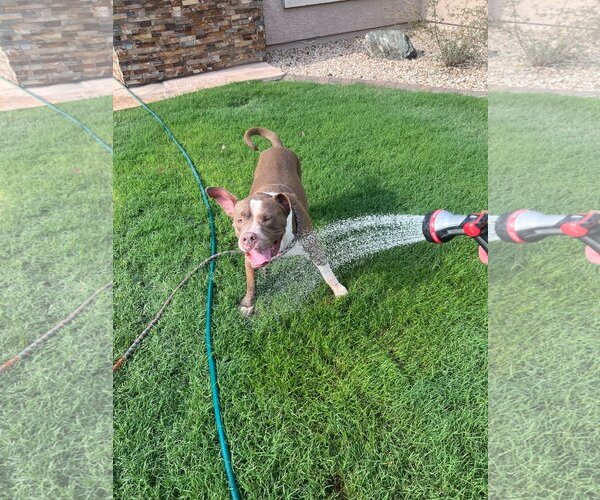 Medium Photo #4 American Staffordshire Terrier-Unknown Mix Puppy For Sale in phoenix, AZ, USA