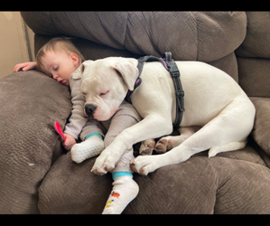 American Bulldog Puppy for sale in WAPWALLOPEN, PA, USA
