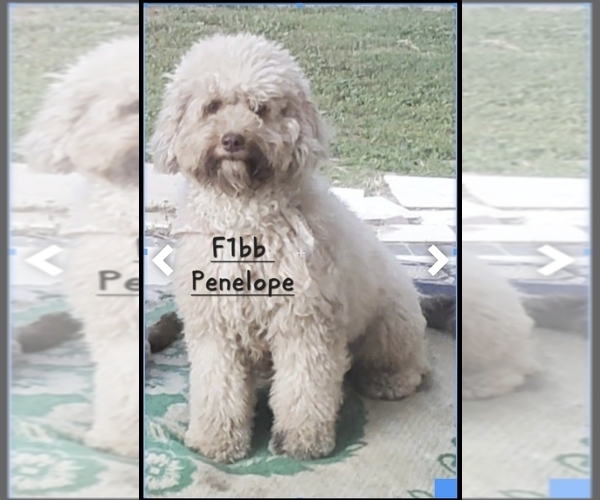 Medium Photo #1 Aussiedoodle Miniature -Poodle (Toy) Mix Puppy For Sale in ONTARIO, CA, USA