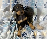 Puppy 8 Doberman Pinscher