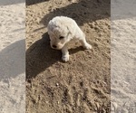 Puppy Dora Komondor