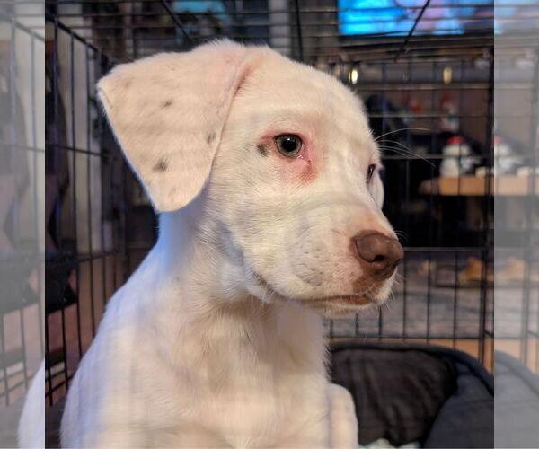 Medium Photo #1 Pointer-Unknown Mix Puppy For Sale in Fargo, ND, USA